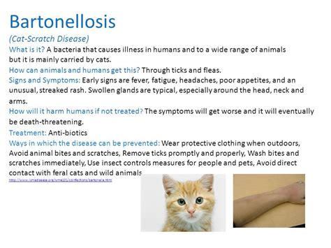 Cat scratch disease antibiotic