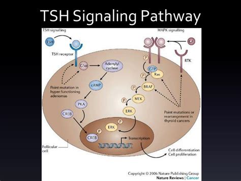 Ppt Thyroid Stimulating Hormone Tsh Powerpoint Presentation Free Download Id 3221742