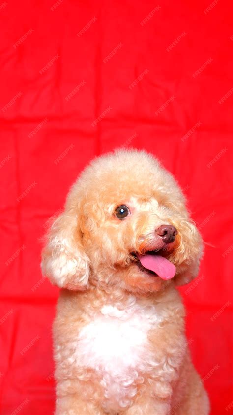 Sesión De Fotos De Perro Caniche Hembra Cremosa En Estudio Con Fondo De