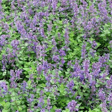 Nepeta faassenii, Mirrinminttu / Vuorelan Puutarha Oy, Rauma