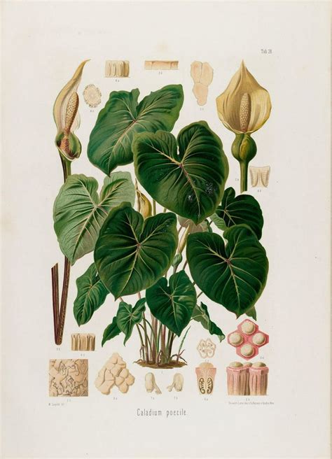 Aroideae Maximilianae Biodiversity Heritage Library Botanical