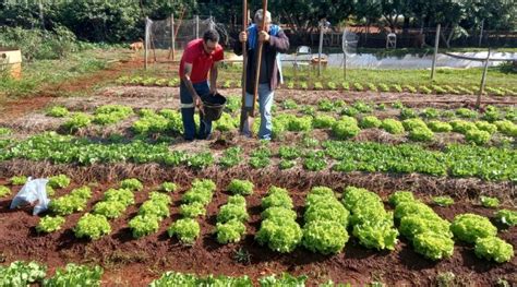 Reforma Agrária Conheça A História E Os Impactos No Brasil 2025