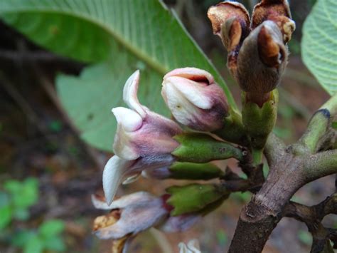 Central African Plants A Photo Guide Aoranthe Nalaensis De Wild