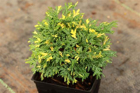 Gold Dust Sawara Cypress Conifer Kingdom