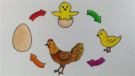 Halaman Unduh untuk file Gambar Daur Hidup Ayam yang ke 2