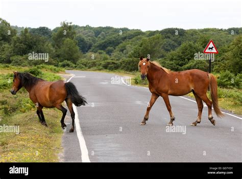 New Forest Pony Ponies Crossing The Road In The New Forest National