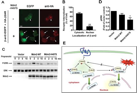 Intact MDM2 E3 Ligase Activity Is Required For The Cytosolic