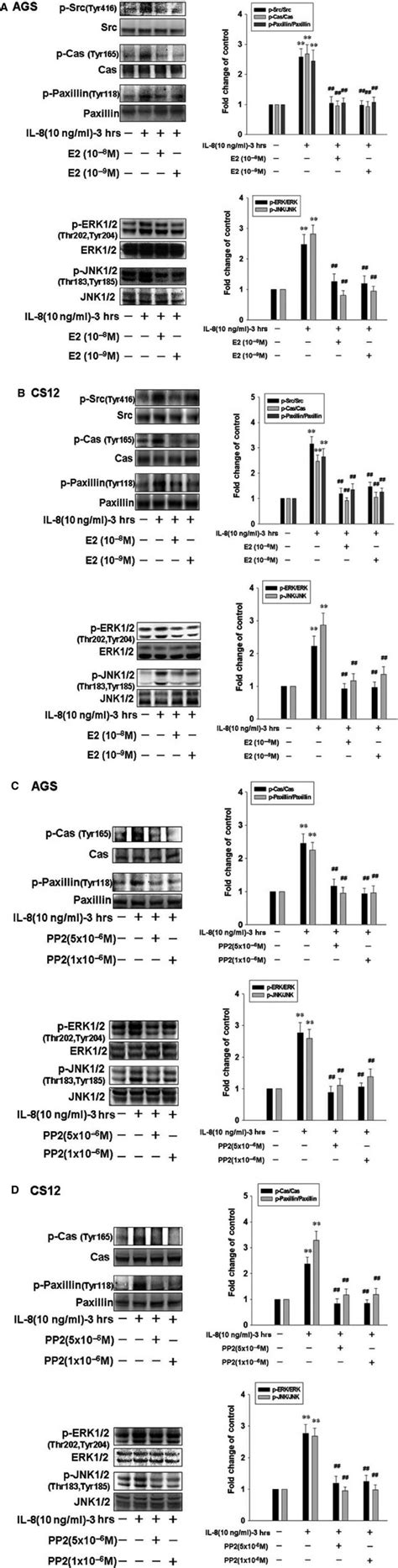 17β estradiol down regulates IL8 induced motility activity by