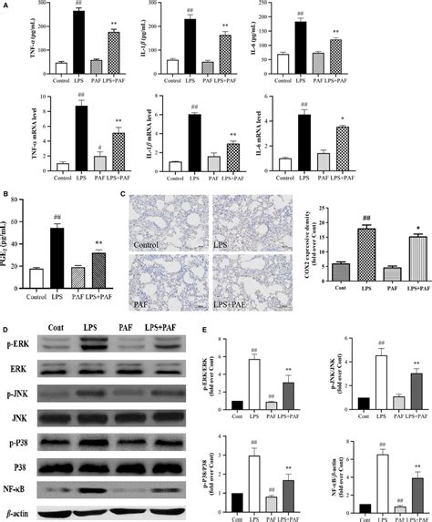 Effects Of Paf On The Lpsinduced Inflammatory Response In The Lung A