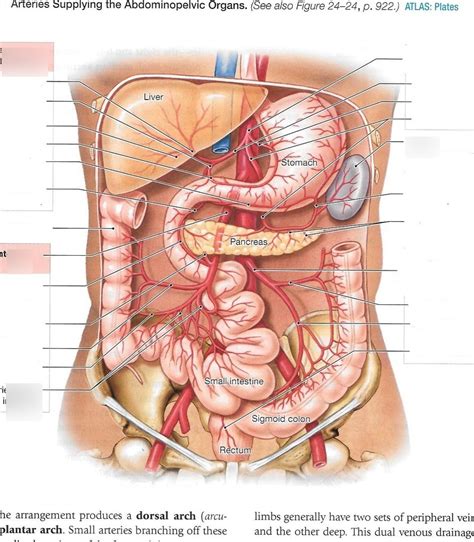 Anatomy Arteries Abdomen Diagram Quizlet