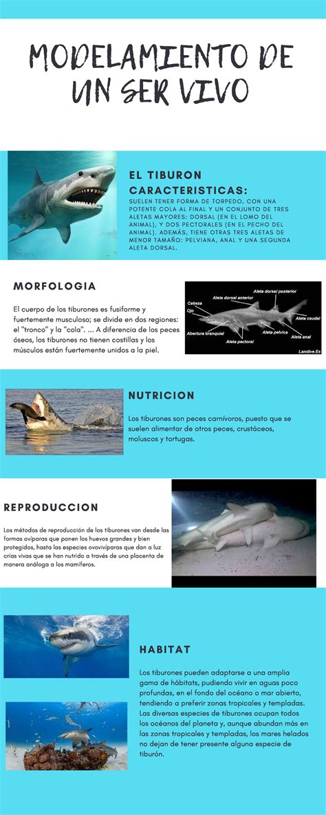 Infografia Modelamiento De Un Ser Vivonfograf A Del Modelamiento De Un