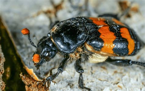 Burying Beetle Facts Information Pictures