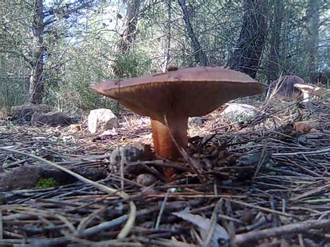 Entre Pedales Homos Ciervas Y Mamuts Oto O En La Sierra Calderona En