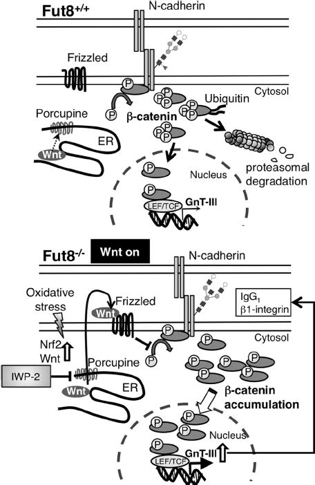 Schematic Representation Of Wnt Signal Transduction Cascade In Fut8