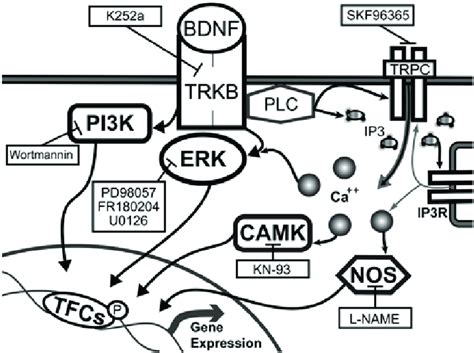 Schematic Representation Of Possible Signaling Pathways By Which BDNF