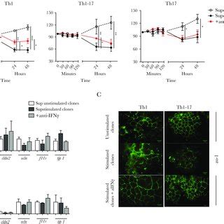 Blockade Of Ifn Abolishes Human T Cell Clones Pathogenicity In Vitro