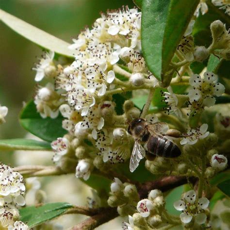 Cotoneaster Lacteus Cotoneaster Laiteux Persistant Fruits Rouges