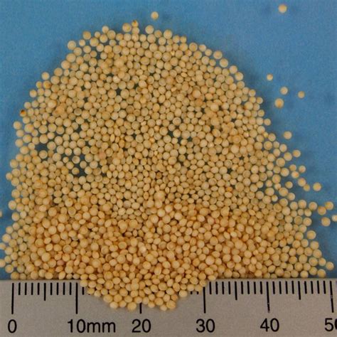 Organic Amaranth Grains Bulk Food Producer