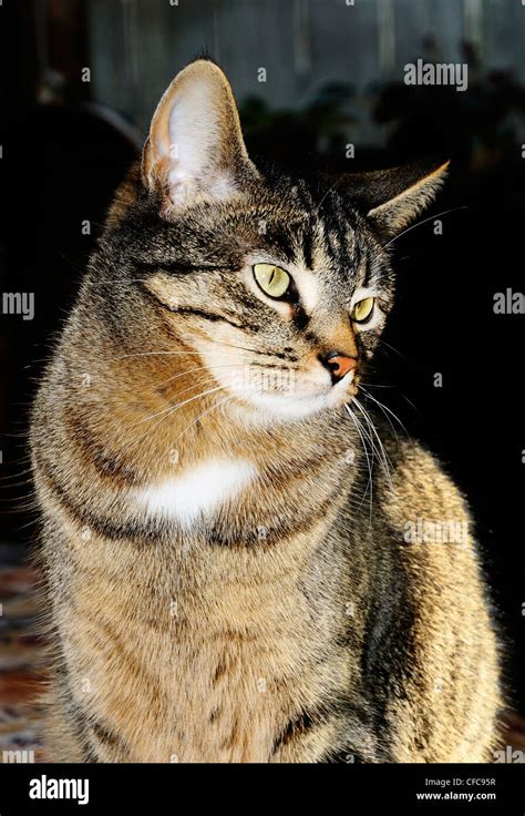 Female Tabby Cat Called Minnie Stock Photo Alamy
