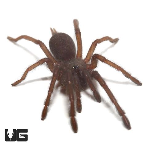 Vietnam Electric Blue Earth Tiger Tarantula Chilobrachys Sp For Sale