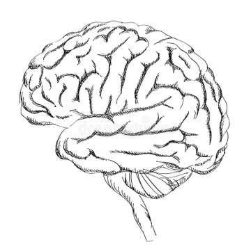 Brain Anatomy Sketch Stock Illustrations – 2,543 Brain Anatomy Sketch ...