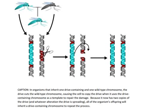 Controlling The Transmission Of Zika And Other Mosquitoe Borne Diseases