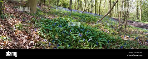 Bluebells In A Cotswold Beechwood In Springtime Coopers Hill Local