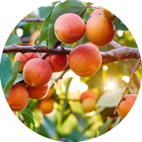 Buy Fruit Trees Online PlantNet Australia