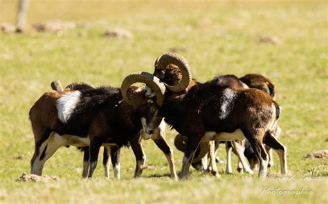 Mouflons Sancy Bernard Vassel Flickr