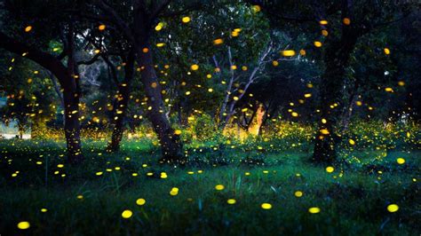 How Fireflies Glow — And What Their Signals Mean Discover Magazine