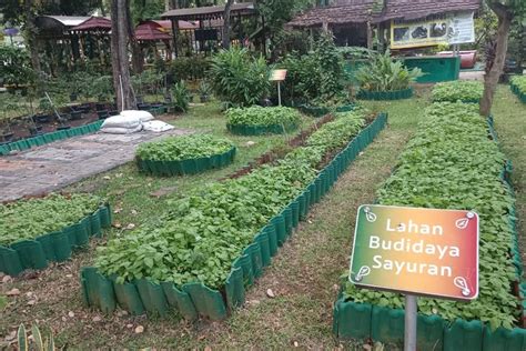 Foto Panduan Lengkap Ke Walkot Farm Di Jakarta Barat Halaman