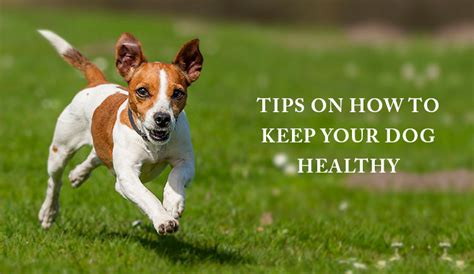 Tips On How To Keep Your Dog Healthy