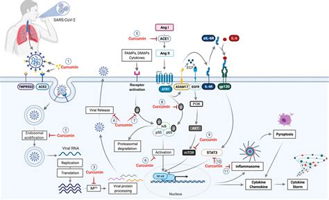 Frontiers Curcumin As A Potential Treatment For COVID 19