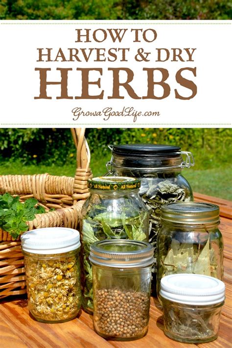 How to harvest and dry herbs for storage – Artofit