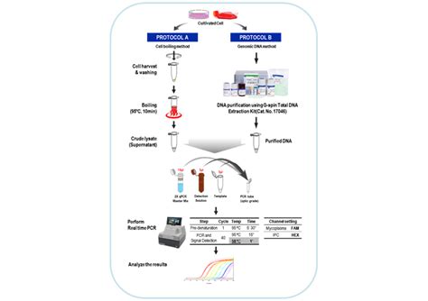 E Myco Valid Q Mycoplasma Qpcr Detection Kit 50 Tests Boca Scientific