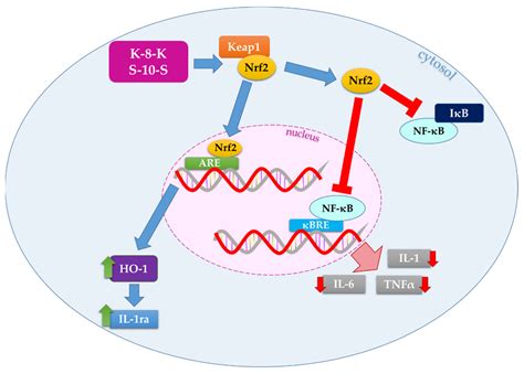 Ijms Free Full Text Nrf2 Activating Bioactive Peptides Exert Anti