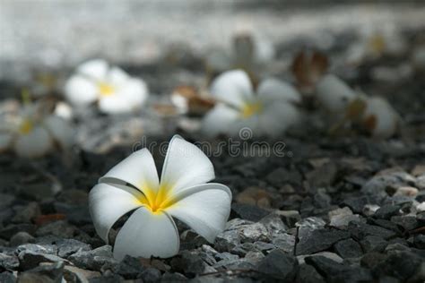 Desert Rose stock photo. Image of lelawadee, white, rose - 57739036