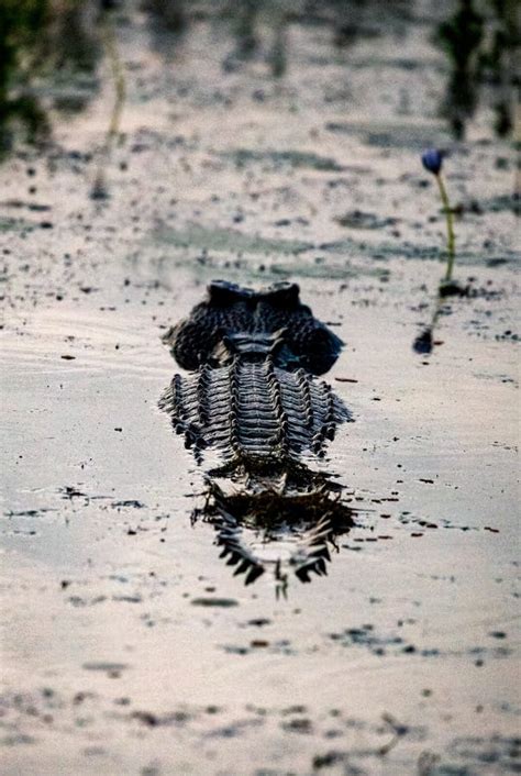 Saltwater Crocodile In Kakadu National Park Northern Territory