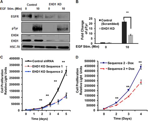 EHD1 Knockdown Reduces EGF Dependent Cell Signaling And Cell