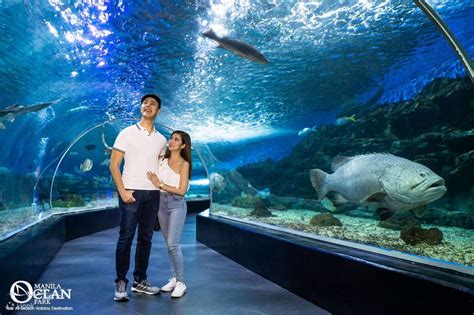 Manila Ocean Park E Ticket In Manila Philippines Klook