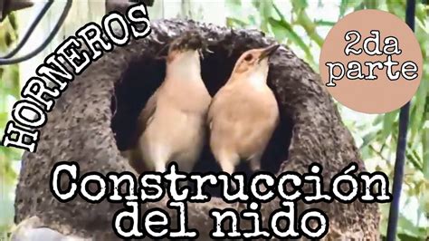 Horneros Construcción del nido 2da parte YouTube