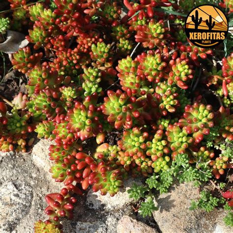 Sedum Rubrotinctum Pack Esquejes Plantasxerofitas