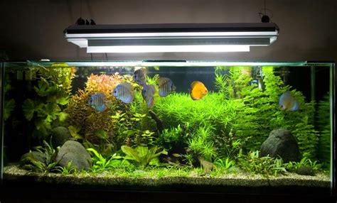 What Is An Aquarium With Pictures