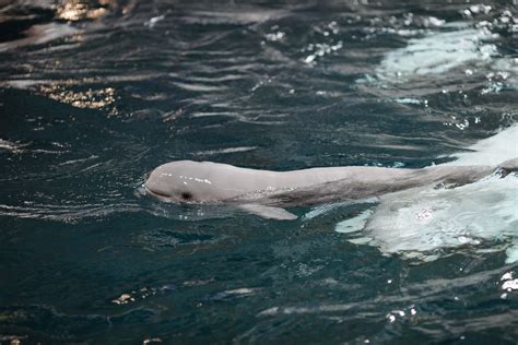 Georgia Aquarium Welcomes Female Beluga Whale Calf on Mother's Day ...