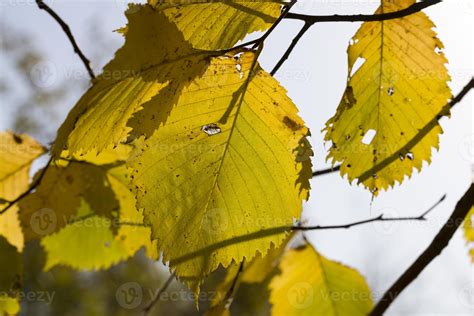 leaves of deciduous trees 9416706 Stock Photo at Vecteezy