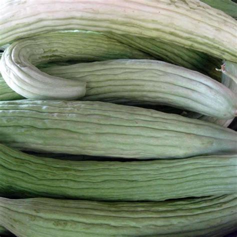 Seeds For Pale Armenian Cucumber Cucumis Melo Flexuosus Amkha Seed