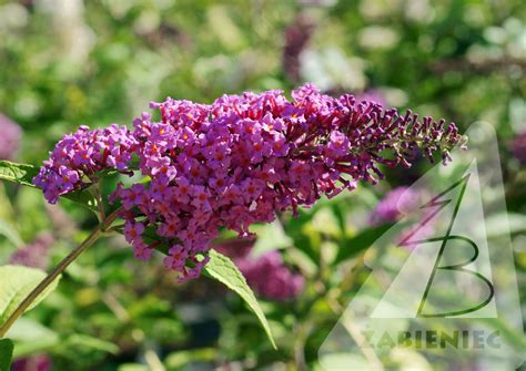 Buddleja Davidii Border Beauty Budleja Dawida Border Beauty