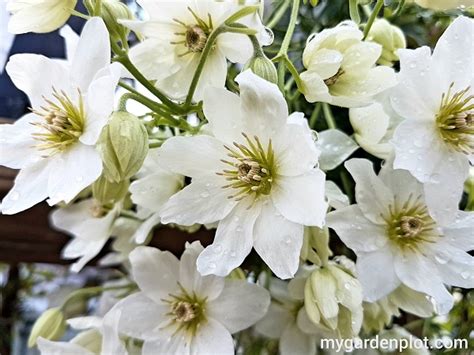 Evergreen Clematis Artofit