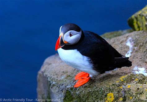 Atlantic Puffin นกคุณนายพัฟฟิน กับสิบ เรื่องฟินที่น่ารู้