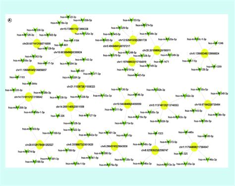 The Predicted CircRNA MiRNA Interaction Networks A The CircRNA MiRNA